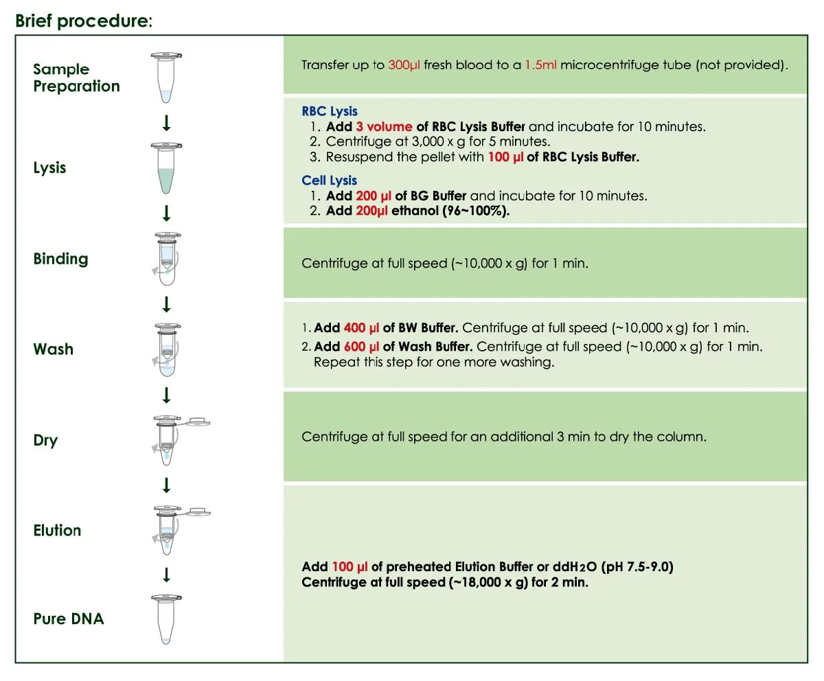 Brief procedure for Blood / Cultured Cell Genomic DNA Extraction Mini Kit