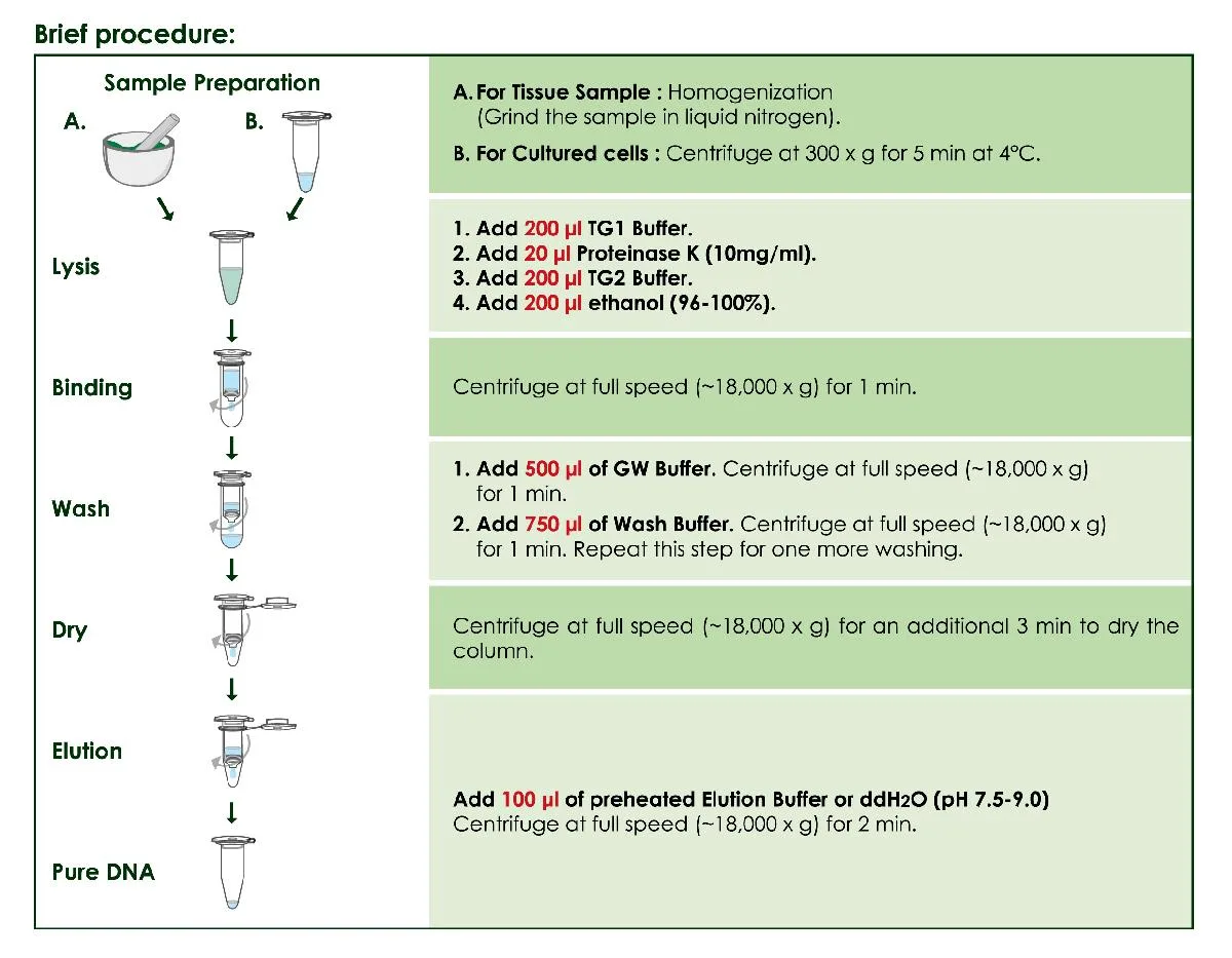Brief procedure for Tissue Genomic DNA Extraction Mini Kit